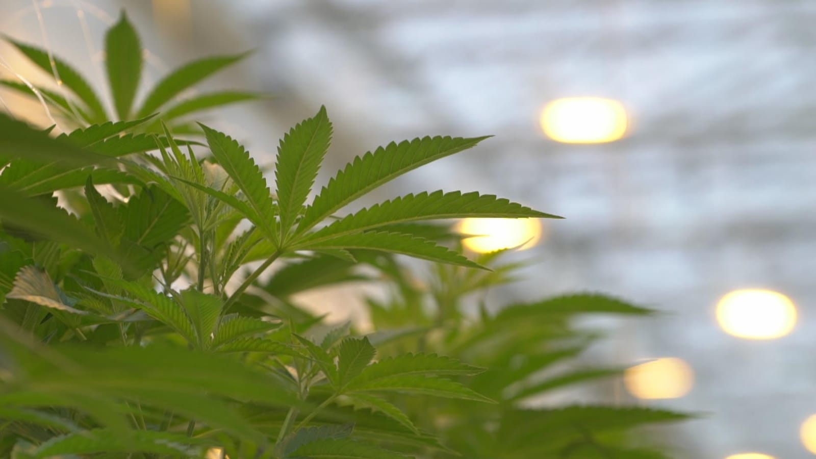 Des feuilles d'un plant de cannabis dans une serre