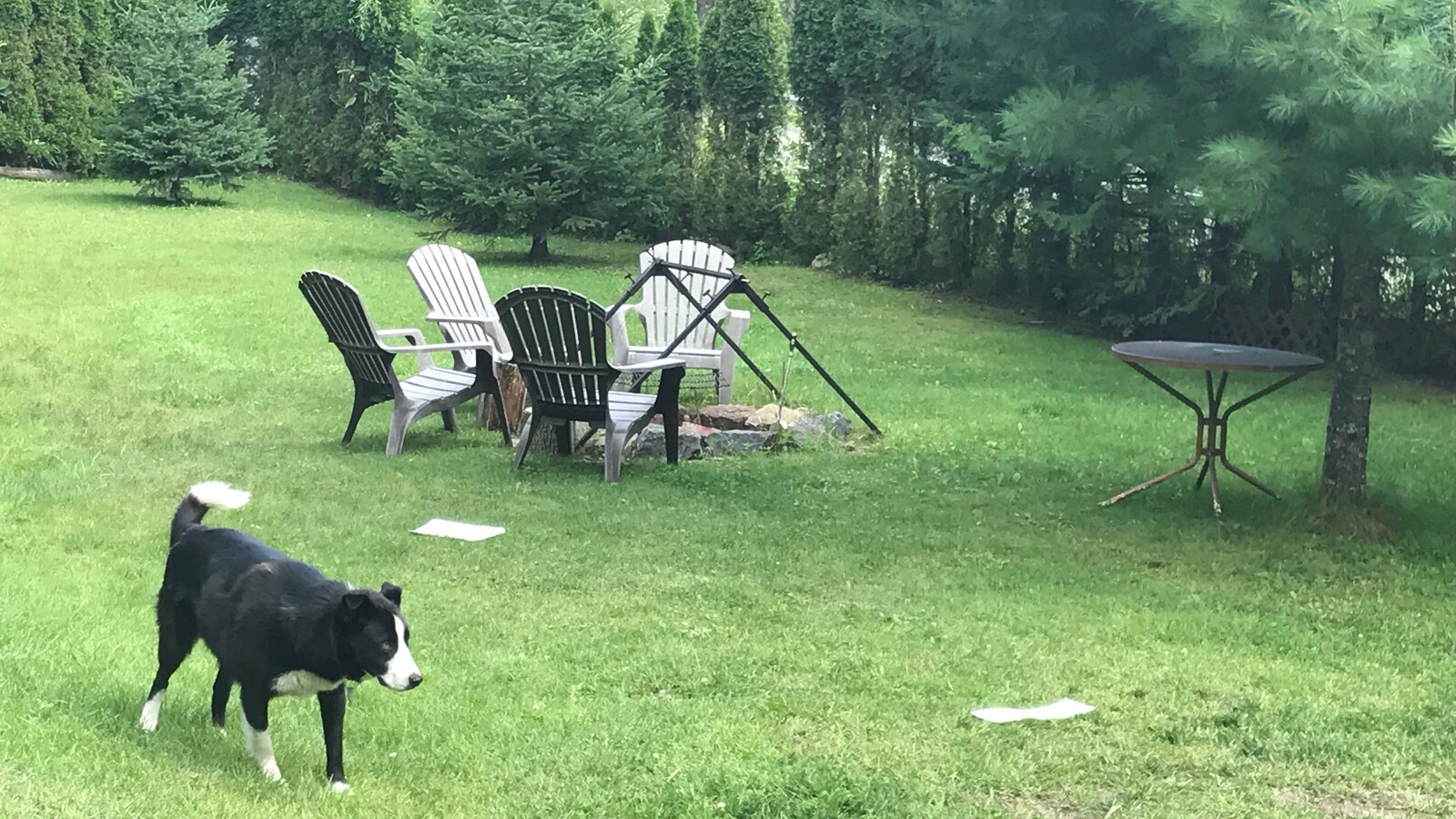 Photo d'un chien qui se promène sur un terrain vert bordé d'arbres.