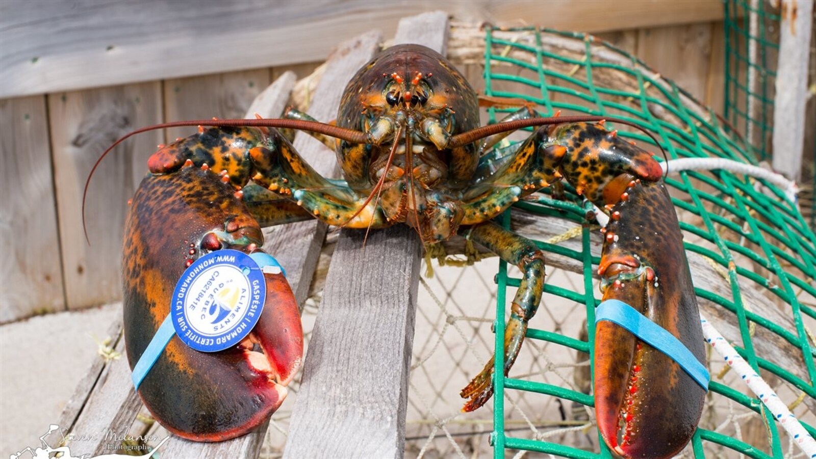 Un homard sur une cage de pêche