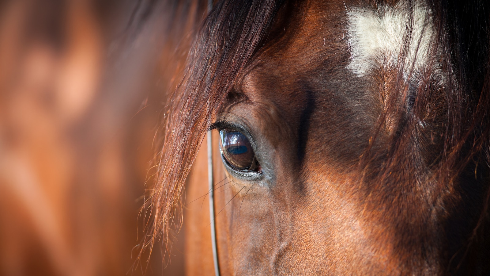 Les animaux de la ferme, comme le cheval, sont plus dangereux pour l'homme que les bêtes sauvages.