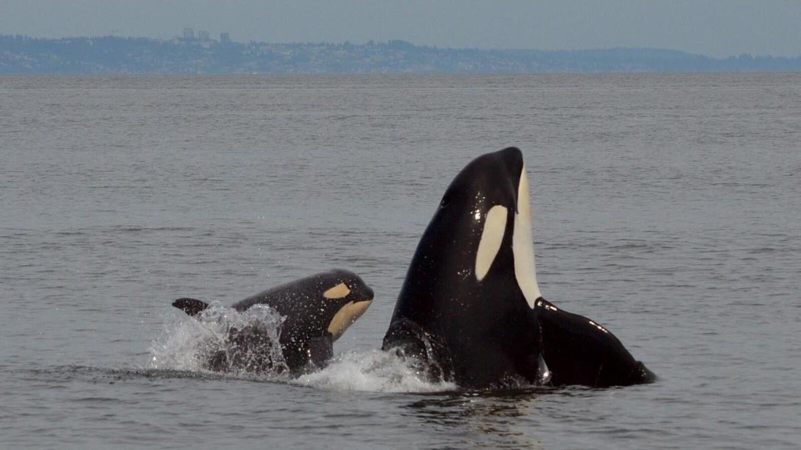 Un épaulard adulte a la tête relevée, à sa gauche un animal plus jeune saute, on lui voit le haut du corps et l'aileron. En arrière-plan, au loin, la côte avec quelques bâtiments.