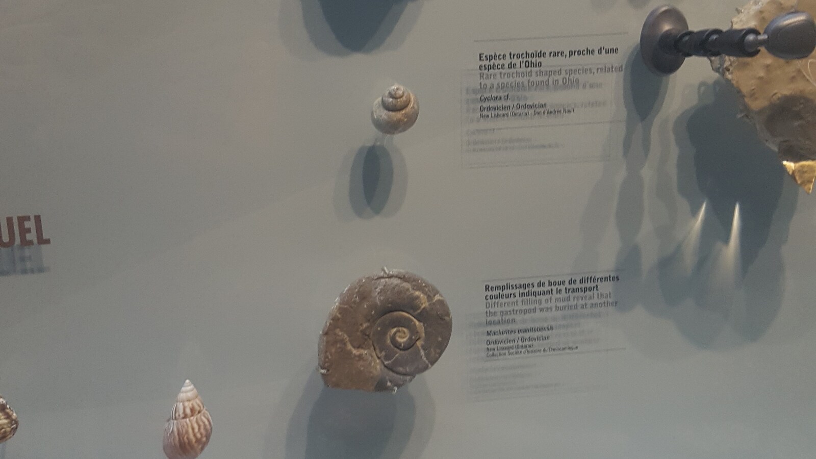 Quelques unes des «vedettes» du Fossilarium