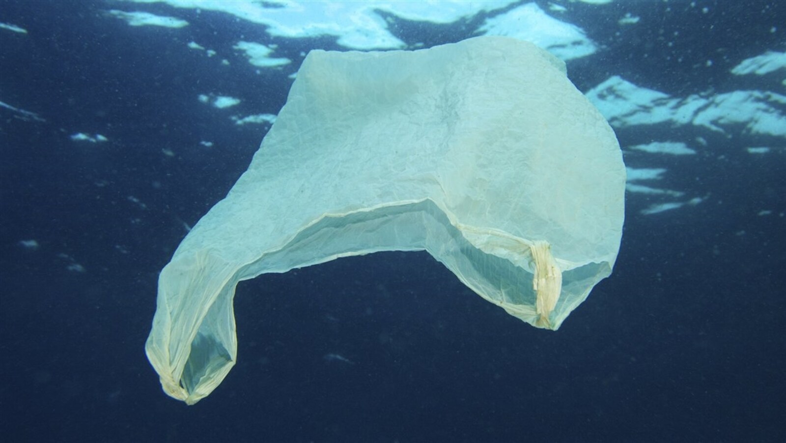 Un des milliards de sacs de plastique à la dérive dans les océans.