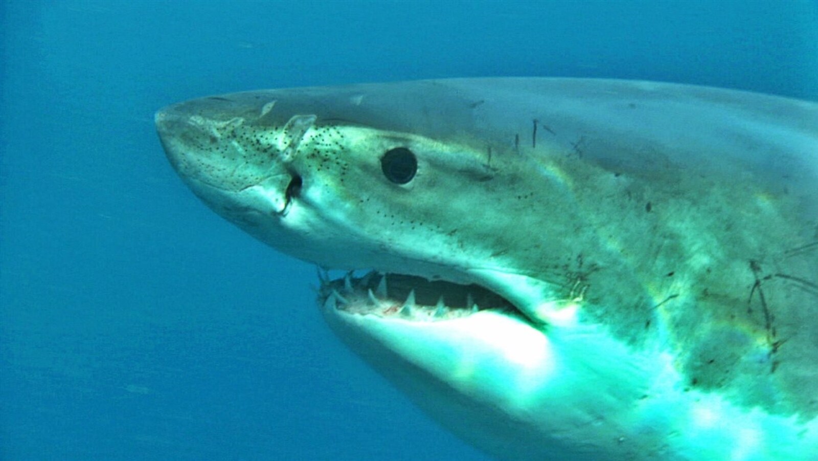 La tête d'un requin blanc