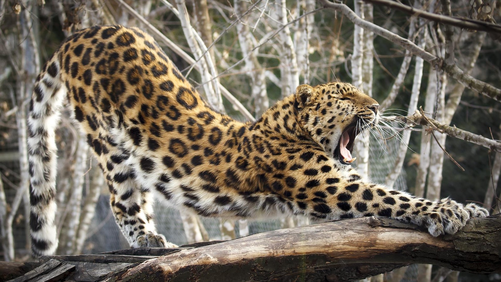 A leopard of love stretches through branches opening its mouth.