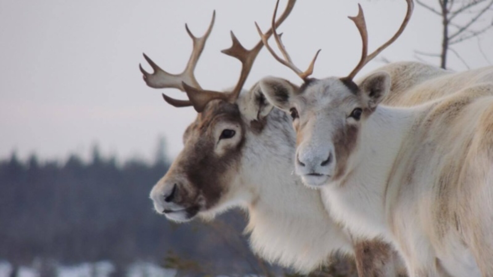 Des caribous.