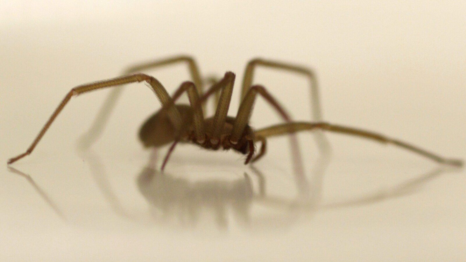 Gros plan sur une araignée de l'espèce recluse brune