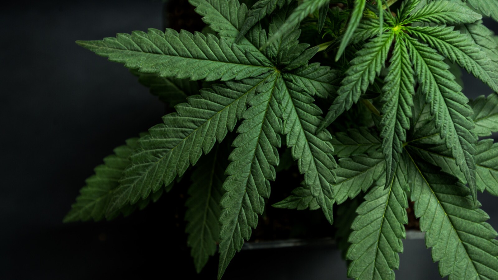 Des feuilles de cannabis sur fond noir.