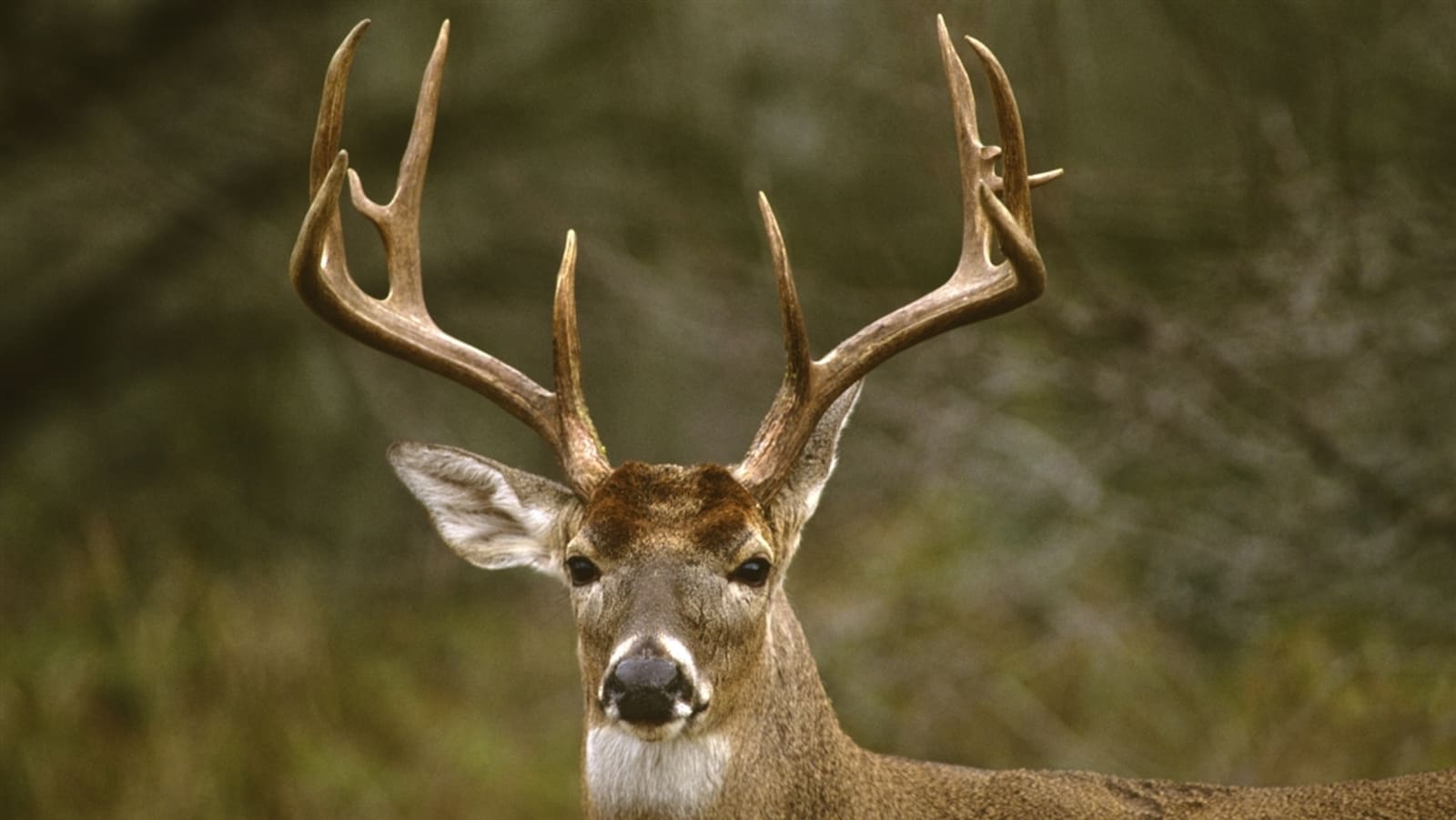 Des zones de chasse au chevreuil resteront fermées dans le nord du N.B. ICI RadioCanada.ca Des zones de chasse au chevreuil resteront fermées dans le nord du N.B. ICI RadioCanada.ca