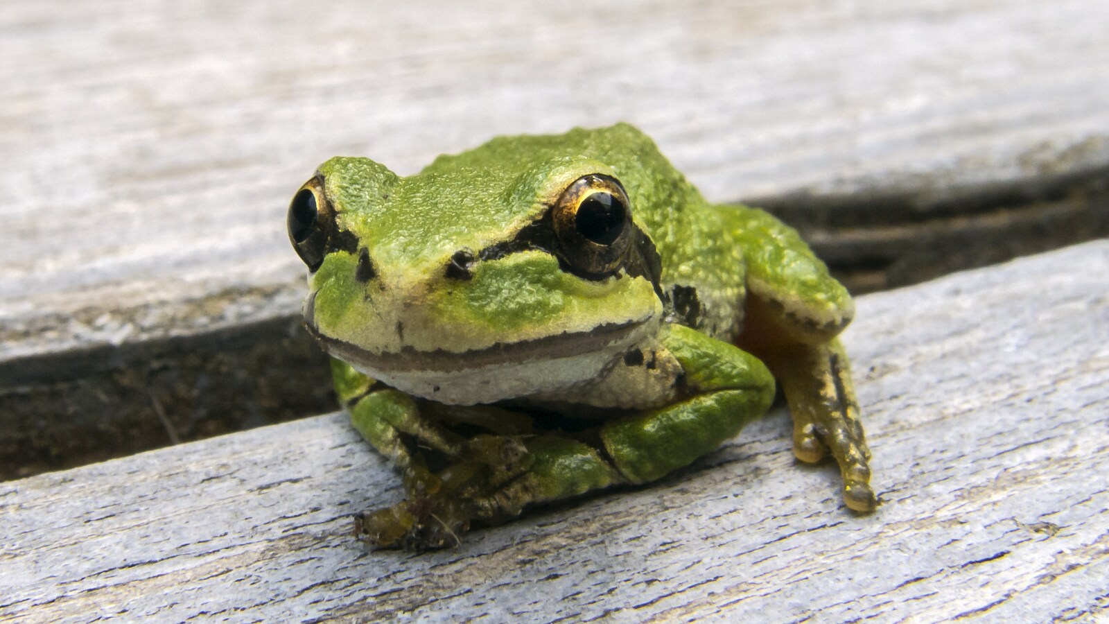 Une grenouille de l'espèce rainette du Pacifique sur une table à pique-nique.