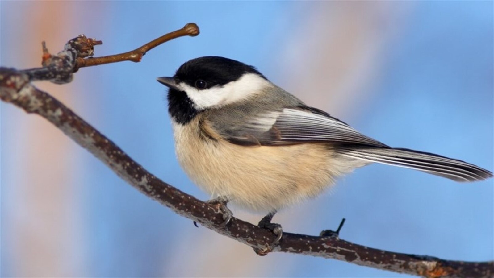 Une mésange à tête noire