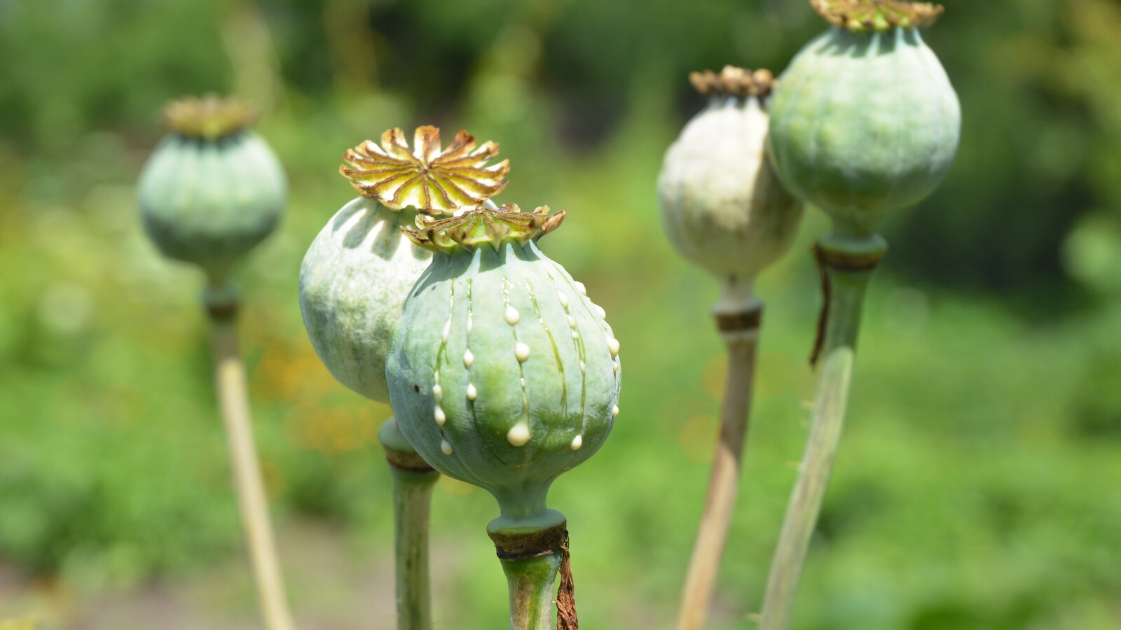 Des fleurs qui ressemblent à de grosses boules vertes, dans un champs.