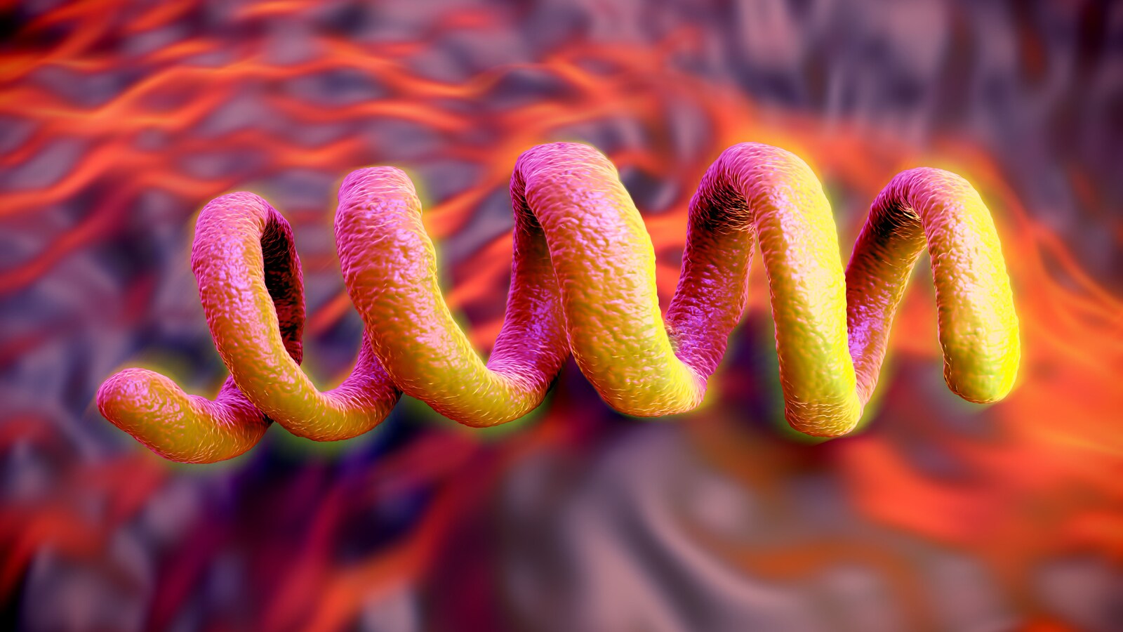 La bactérie <i>treponema pallidum</i> est la cause de la syphilis et elle se traite avec la pénicilline standard.
