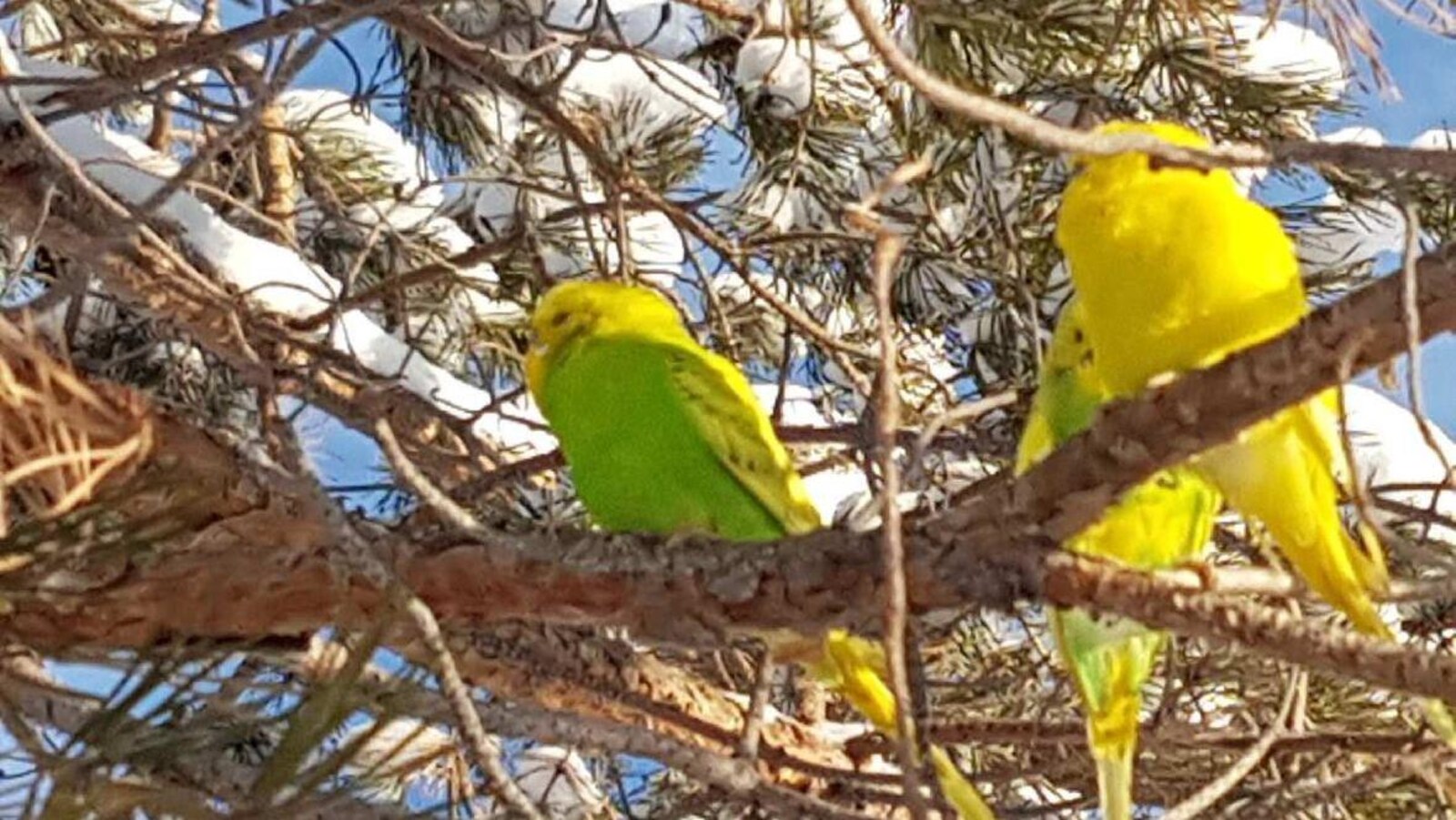Des oiseaux aux couleurs vives sont perchés dans un arbre recouvert de neige.