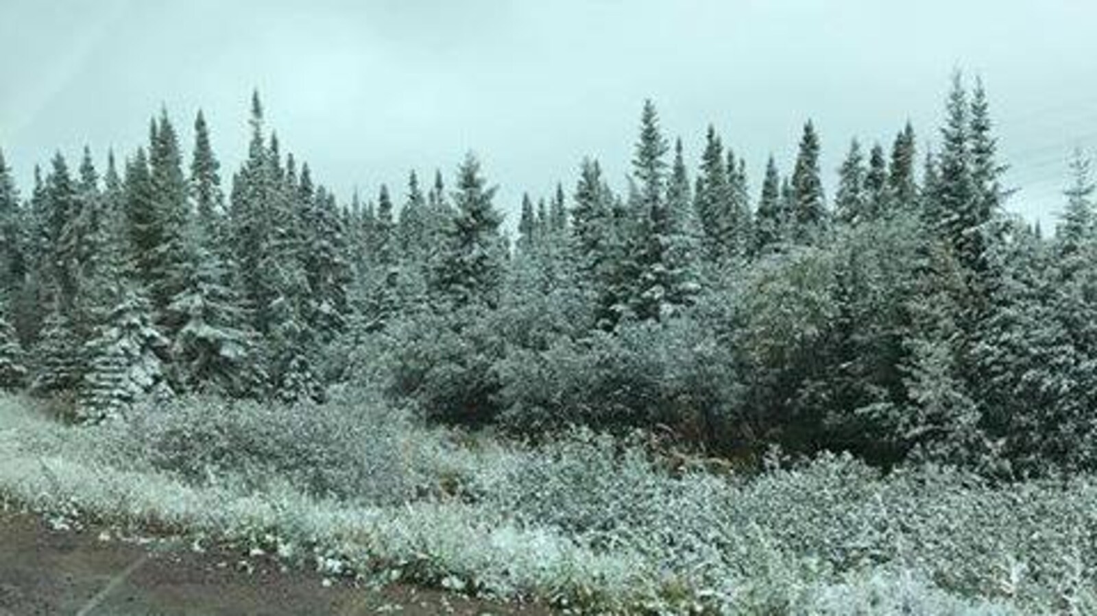 De la neige est présente dans les arbres.