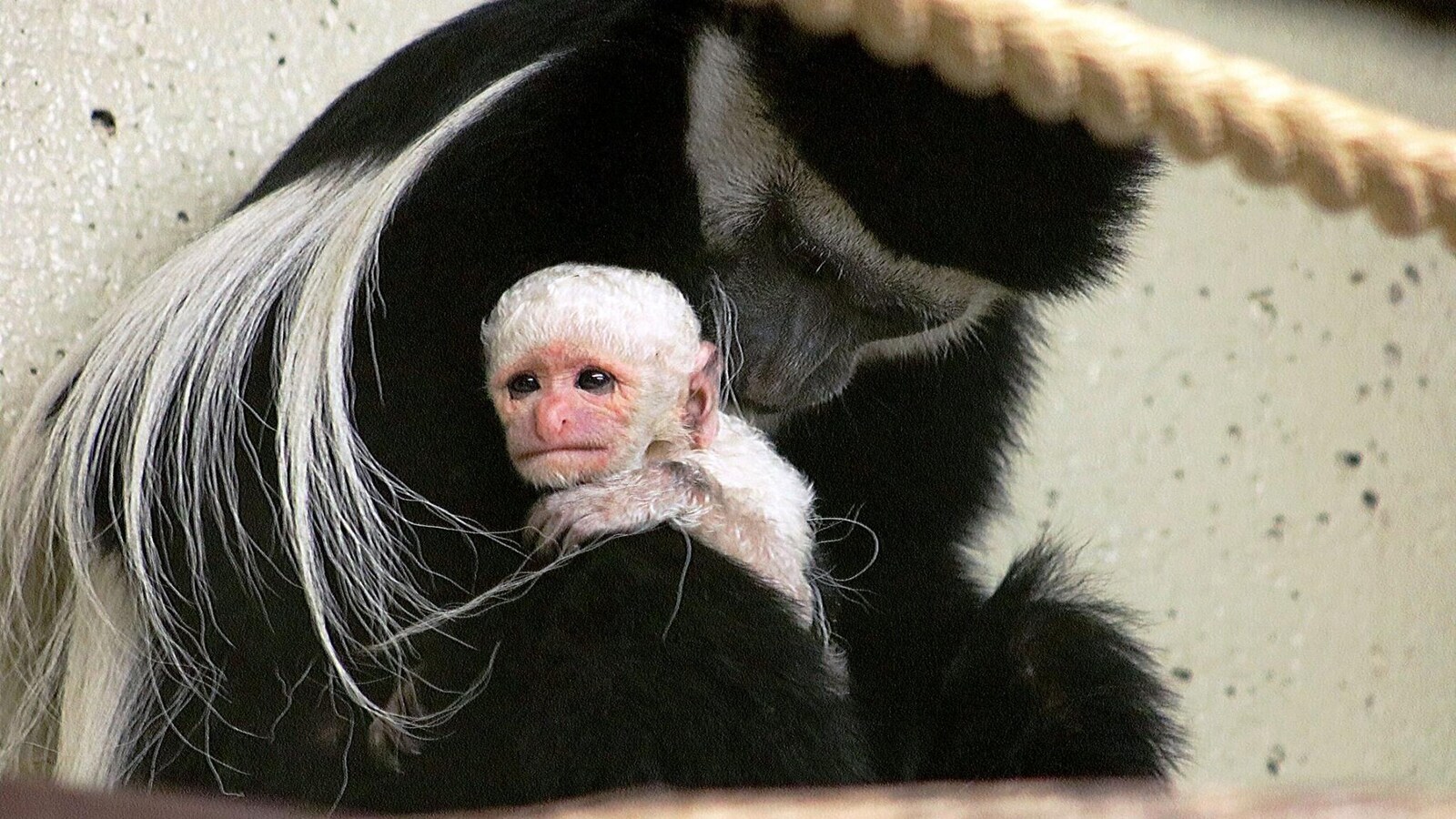 Le bébé colobe et sa mère, Frida