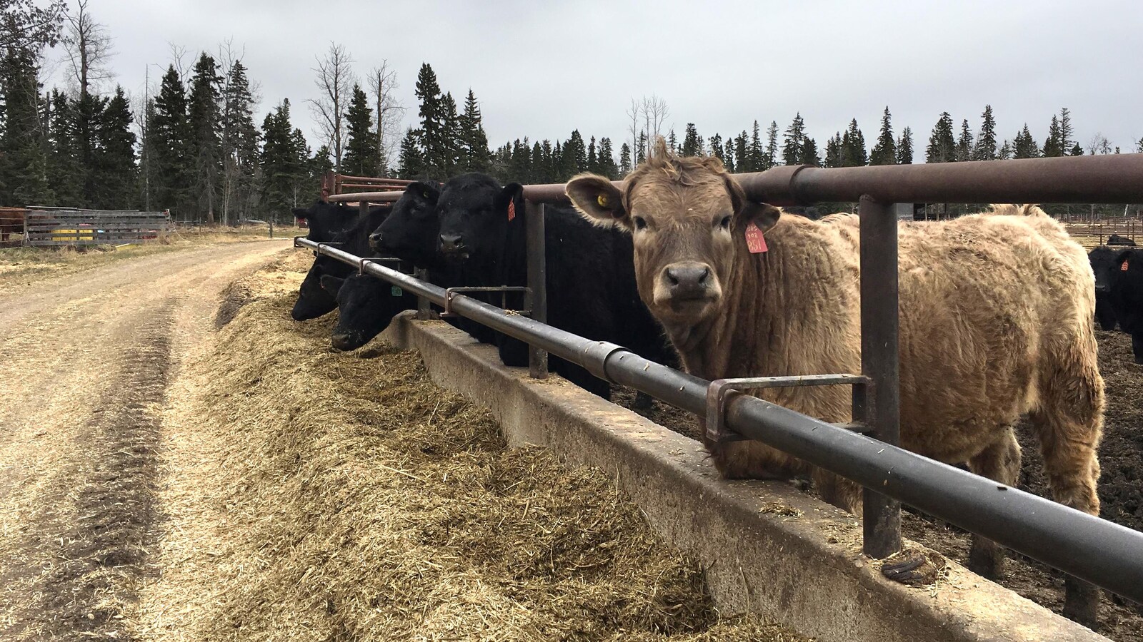 Des vaches sont côte à côte dans un enclos. La moitié mange et l'autre moité a le nez levé.