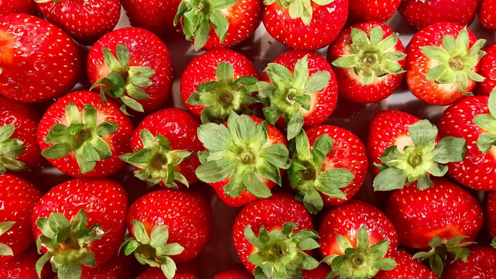 De belles fraises bien rouges avec leur queue