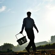 Silhouette d'un homme qui marche dans un champ de légumes, un panier à la main.