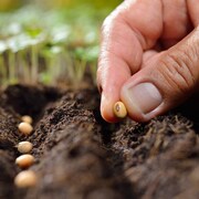 Une personne met une graine en terre.