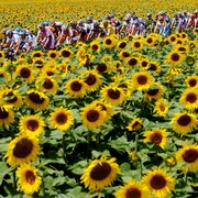 Les cyclistes roulent entre deux champs de tournesols.