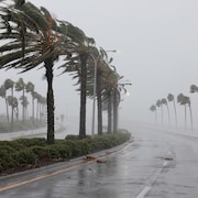 Des palmiers ébouriffés par de forts vents, lors du passage de l'ouragan Ian. 