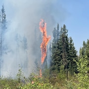 Un arbre brûle au milieu d'une forêt, en Alberta, en mai 2023.
