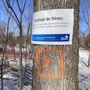 Un frêne portant une marque de couleur orange dans un secteur boisé, en hiver. 