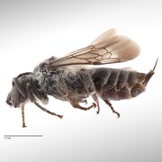 Une Abeille-coucou de Macropis.