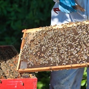 Alison McAfee tient un rayon de ruche