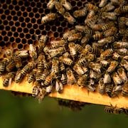 Une section d'une ruche d'abeilles, près d'Edmonton en août 2023