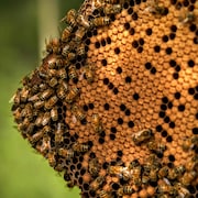 Une section d'une ruche d'abeille près d'Edmonton en août 2023.