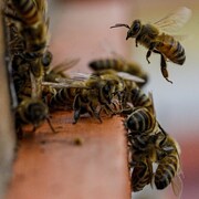  Des abeilles s'approchent de l'entrée de leur ruche dans une ferme à Colina, dans la banlieue de Santiago du Chili.