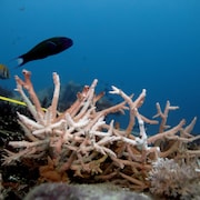 Plan rapproché d'un corail dans l'océan.