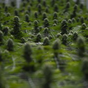 Des plants de cannabis arrivés à maturation dans un centre de production.