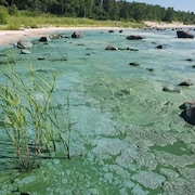 Des algues bleu-vert recouvrent les plages du lac Winnipeg. (archives) 