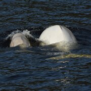 Une femelle béluga nage en compagnie d'un veau. Le fleuve Saint-Laurent compte trois groupes de femelles distincts, dont celui qui arpente l'embouchure de la rivière Saguenay. Les mâles vivent plus loin en aval.