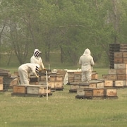 Trois apiculteurs travaillent sur des ruches d'abeilles. 19 mai 2023.