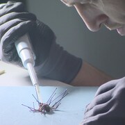 Un homme manipule une araignée dans un laboratoire. 