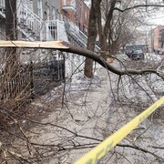 Un arbre cassé derrière un cordon de sécurité