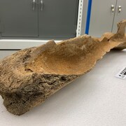 Un os de mammouth posé sur une table. (janvier 2023)