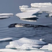 Des narvals nagent entre des blocs de glace, dans l'Arctique canadien, le 22 juillet 2017.