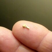Un petit morceau d'un os sur le doigt d'un homme.