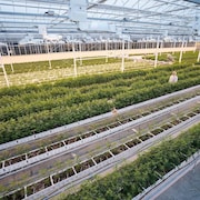 L'intérieur d'une installation servant à faire pousser du cannabis.