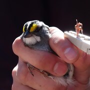 Un oiseau tenu dans une main pendant que l'on installe une bague.