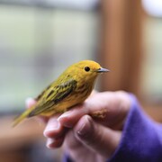 un petit oiseau posé sur une main 