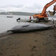 Une baleine échouée sur la rive de la baie des Chaleurs. 