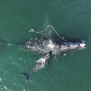 Sur une photo aérienne, on voit une baleine adulte traînant un grand cordage de pêche enroulé autour de sa tête. Un bébé baleine est à côté d'elle.