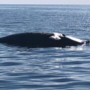 La baleine noire trouvée morte, mardi matin, au large de la Péninsule acadienne