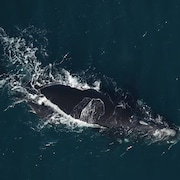 Une baleine noire et son baleineau. 